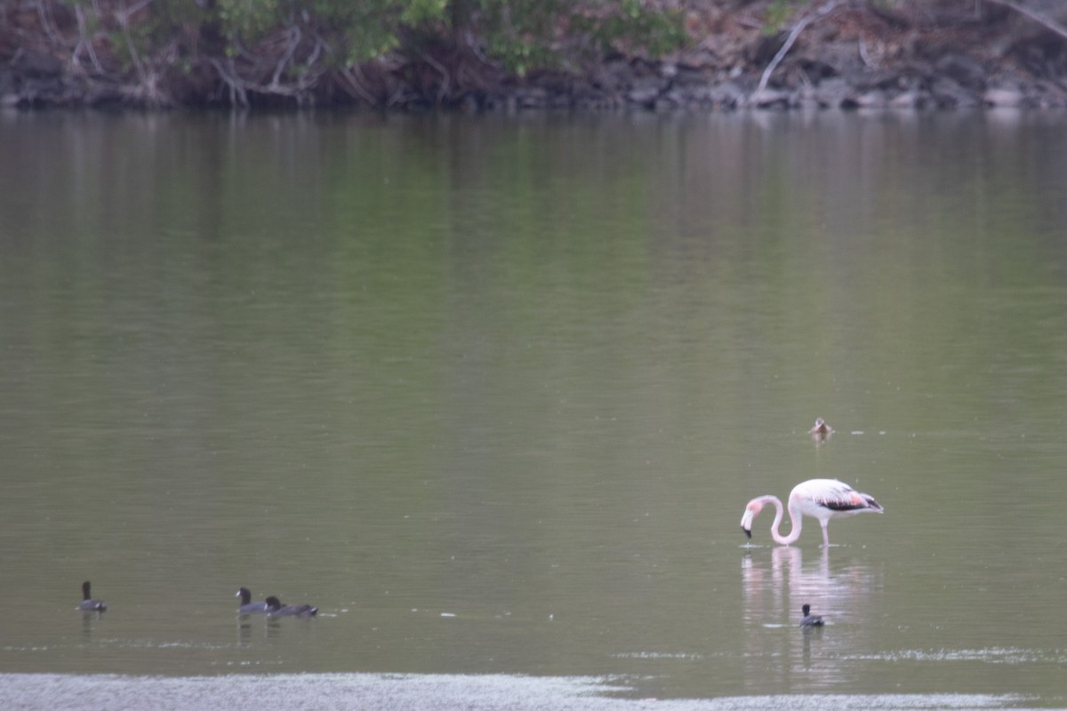 American Flamingo - ML566706481