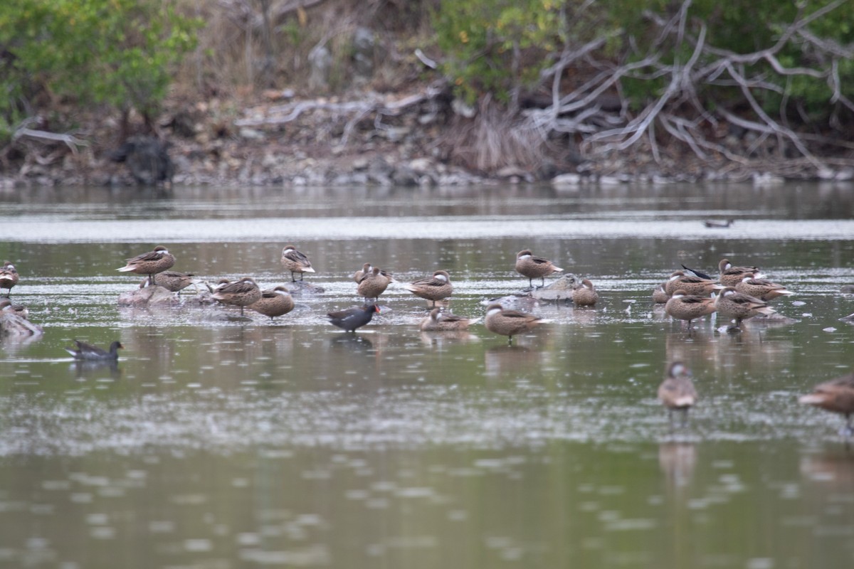 White-cheeked Pintail - ML566706951