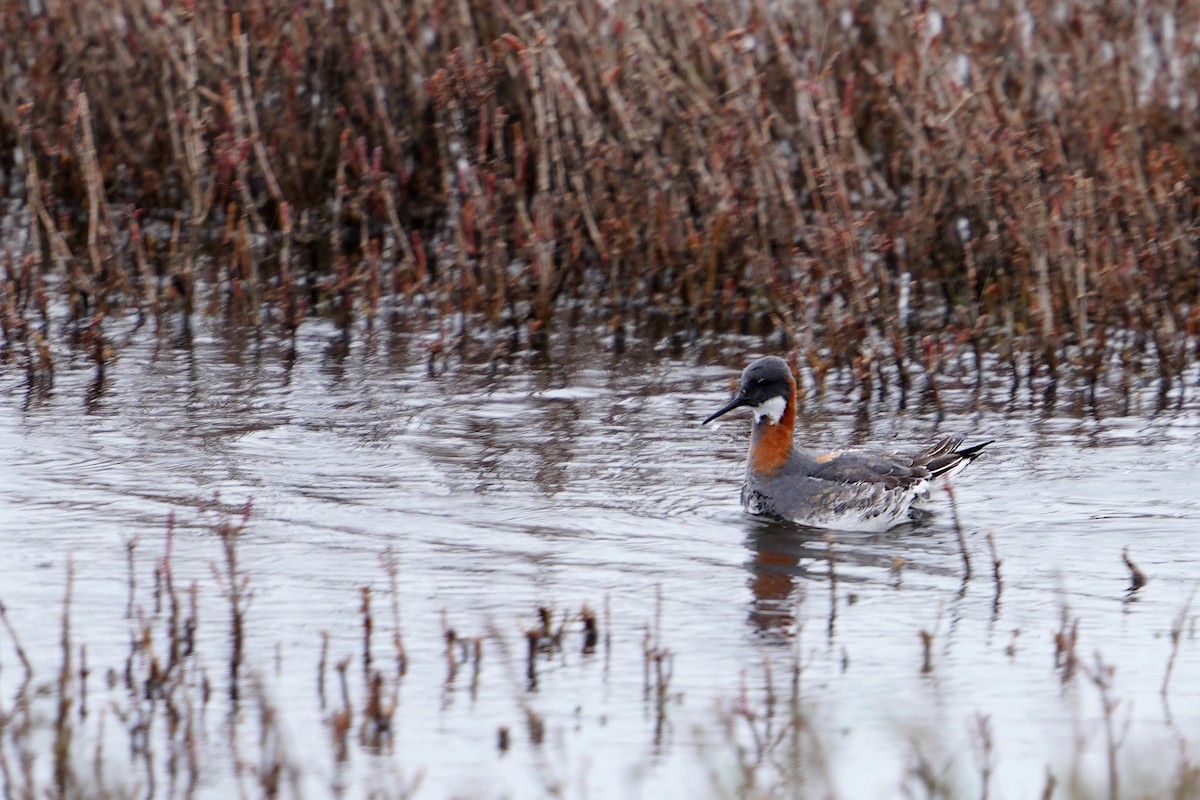 Red-necked Phalarope - ML566707071