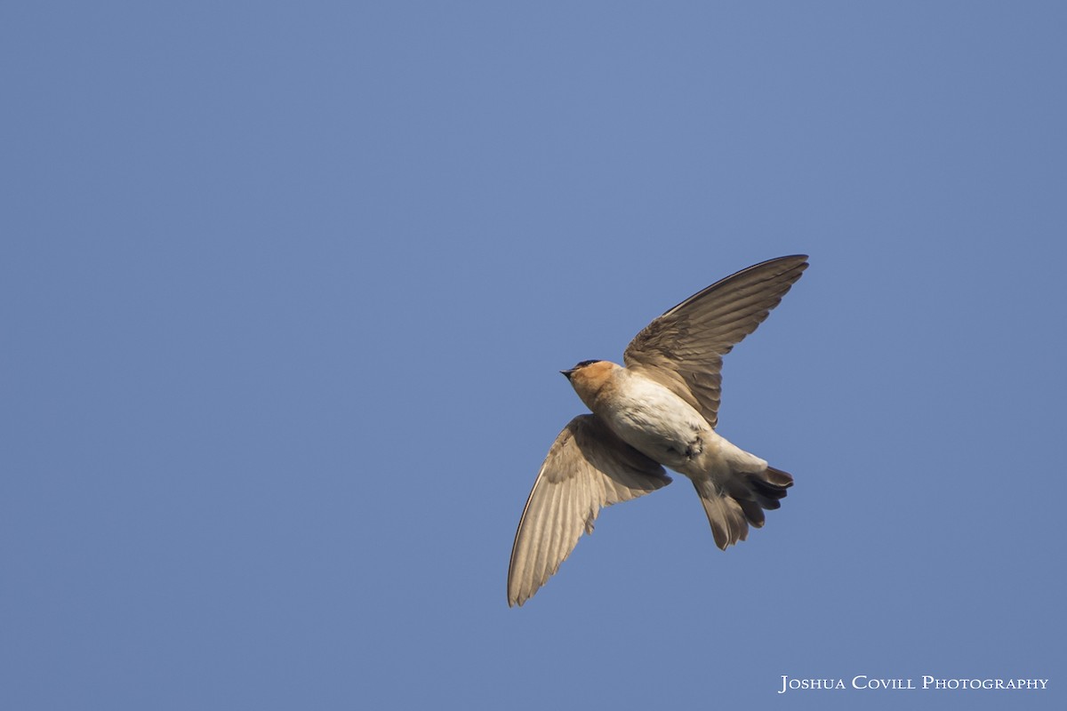 Cave Swallow - ML56670711