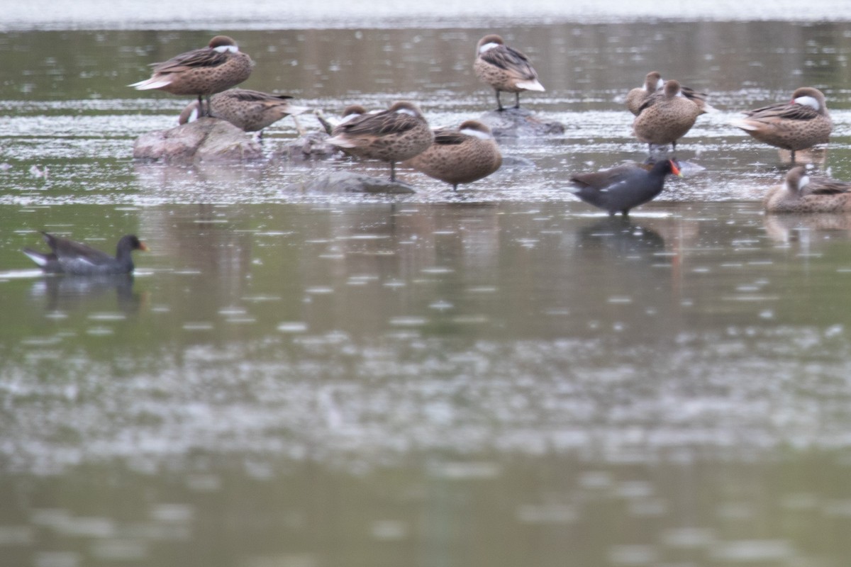 Common Gallinule - Andy Balinsky