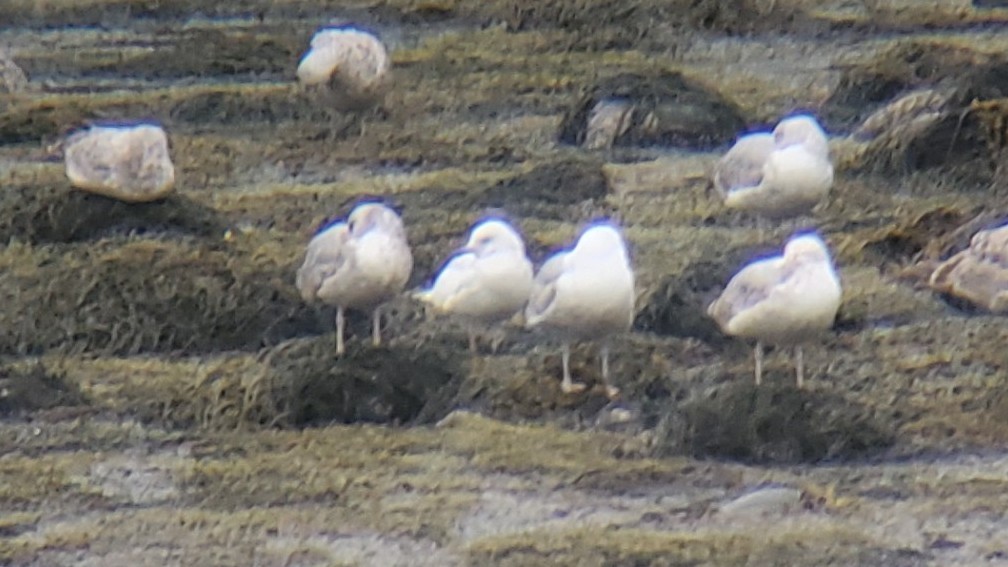 Iceland Gull - ML566708851