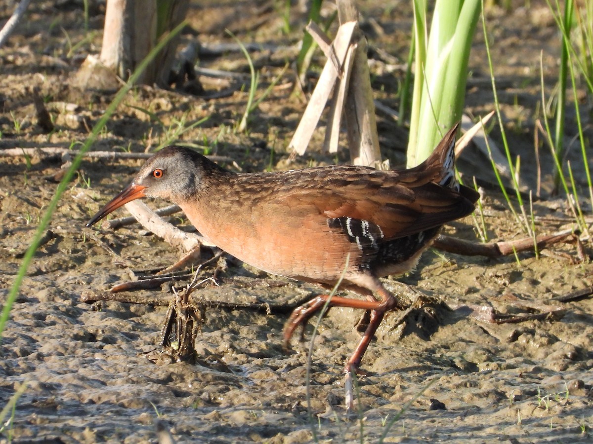 Virginia Rail - ML566709791