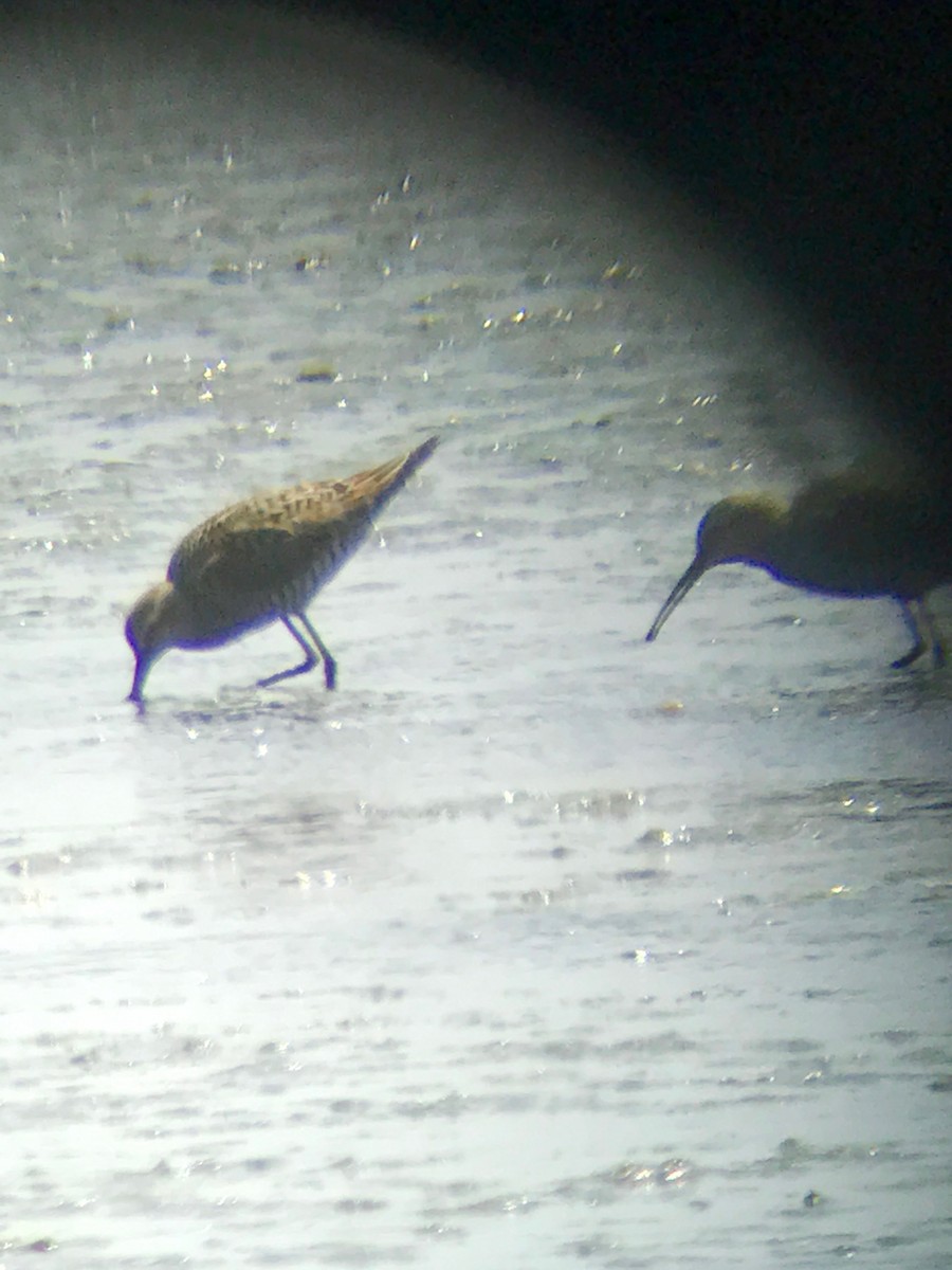 Stilt Sandpiper - ML56671011