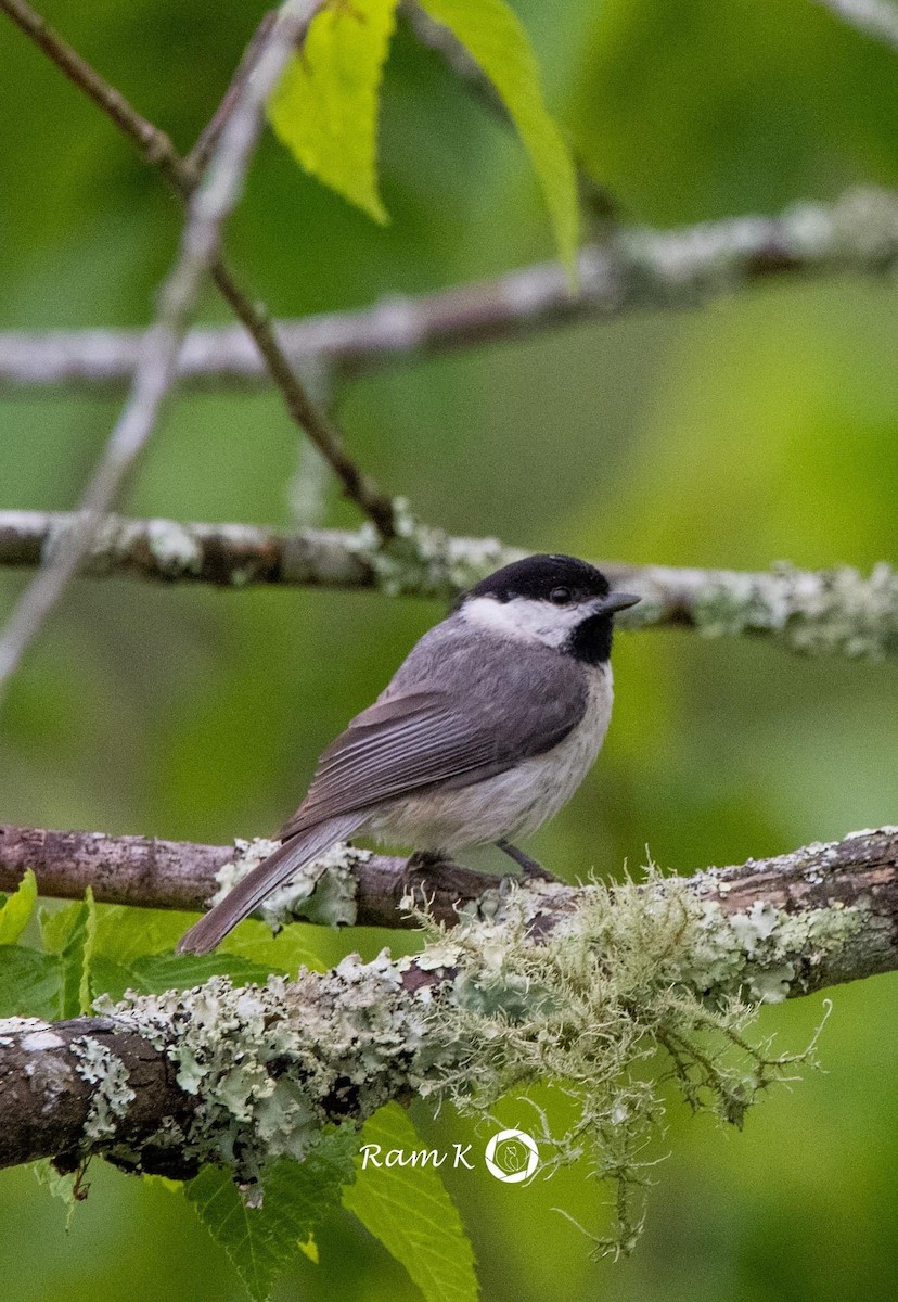 Carolina Chickadee - ML566710591