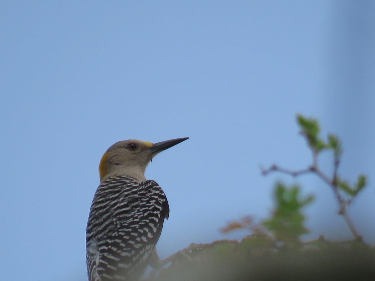 Golden-fronted Woodpecker - ML566711121