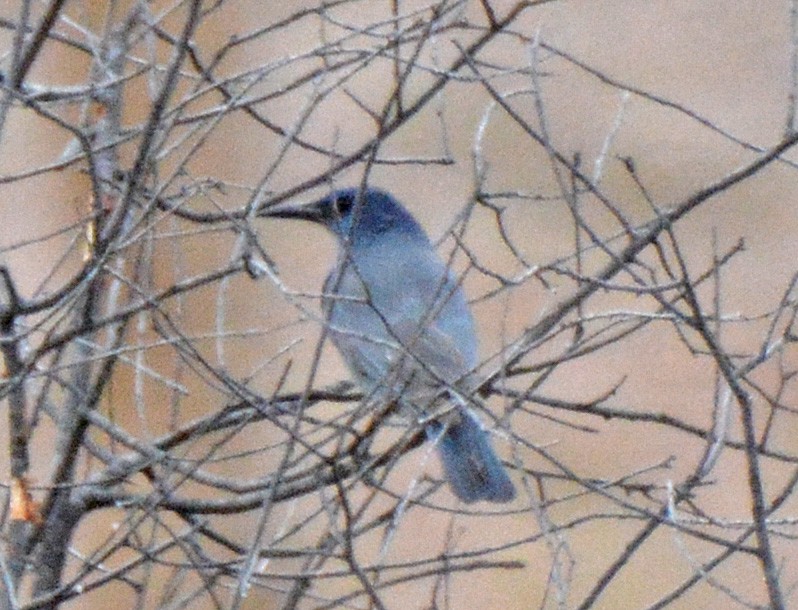 Pinyon Jay - ML566711211
