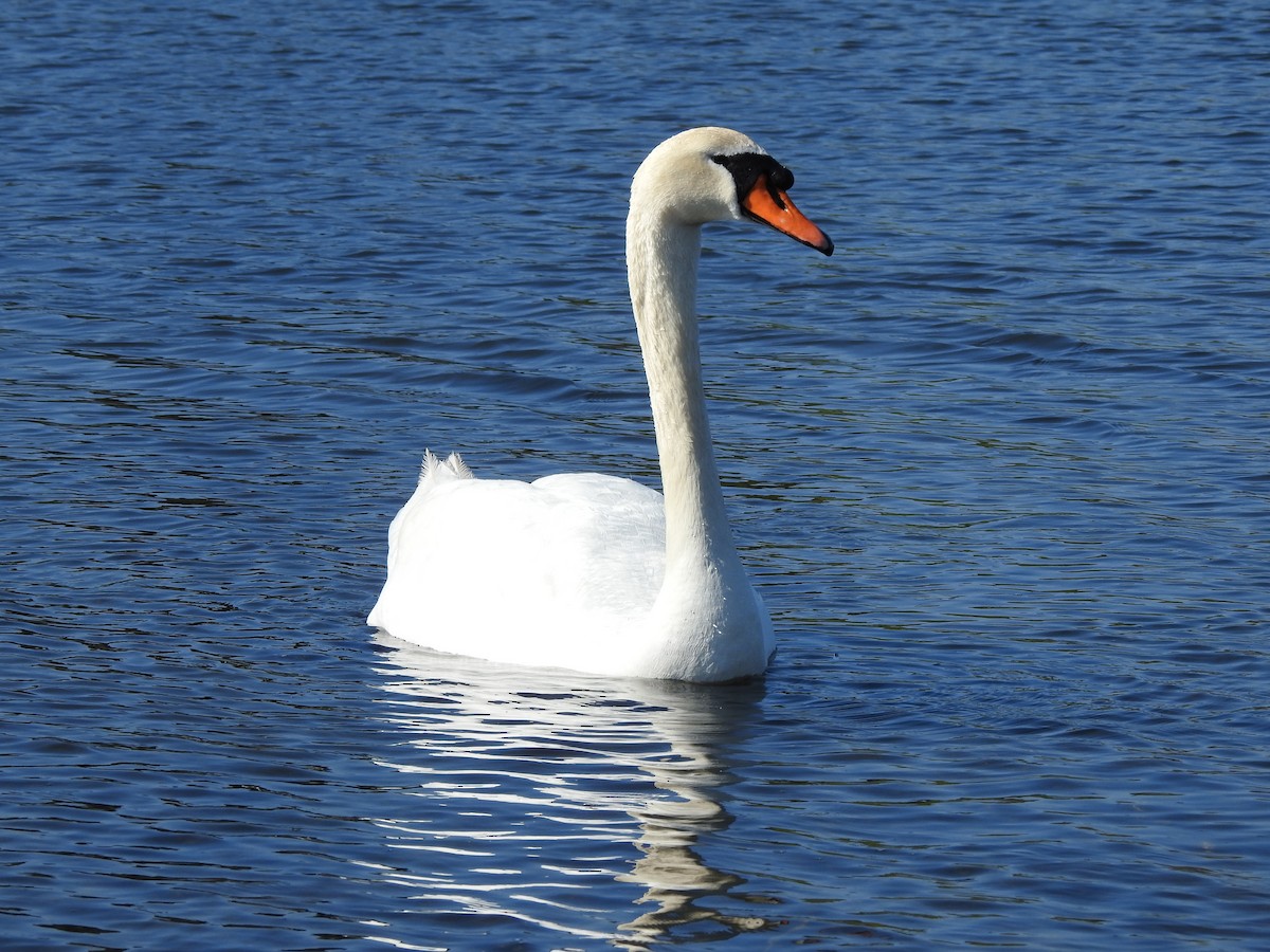 Хуруут хун - ML566711501