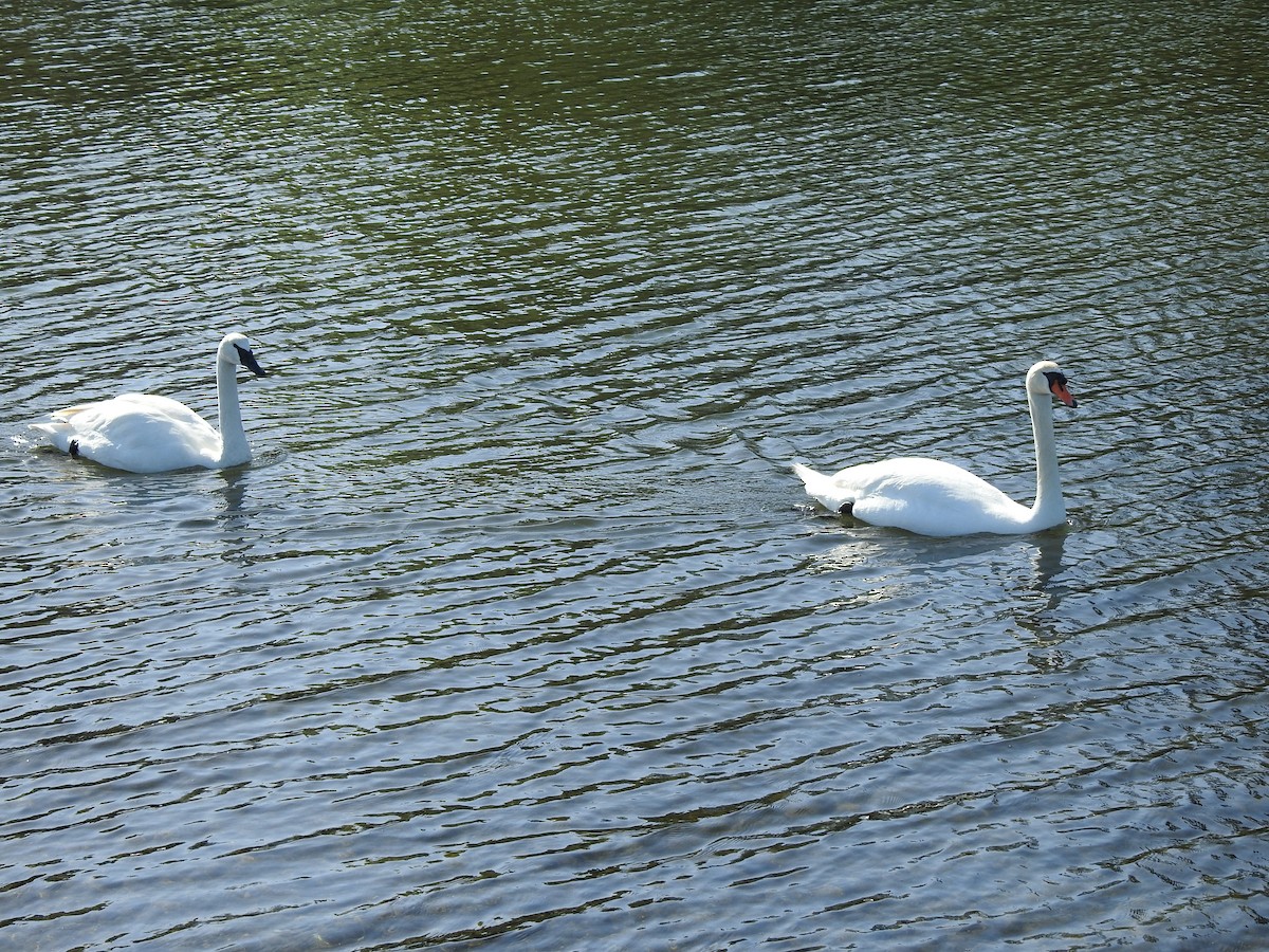 Хуруут хун - ML566711511