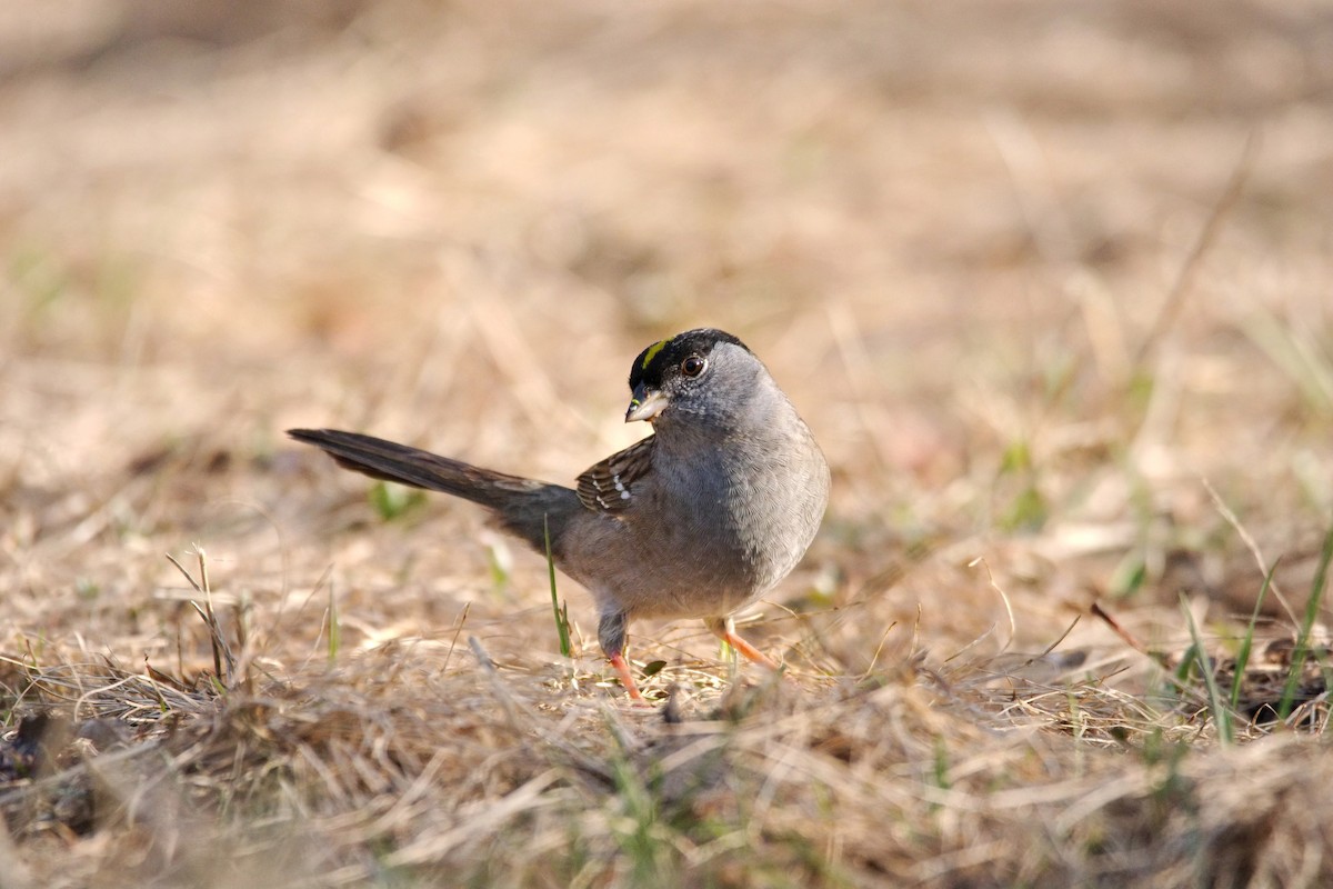 Golden-crowned Sparrow - ML566711691