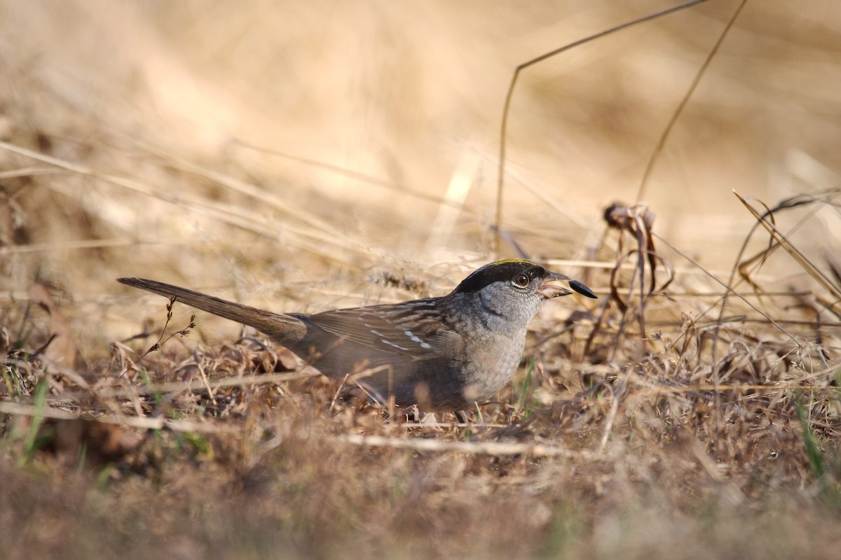 Golden-crowned Sparrow - ML566711721