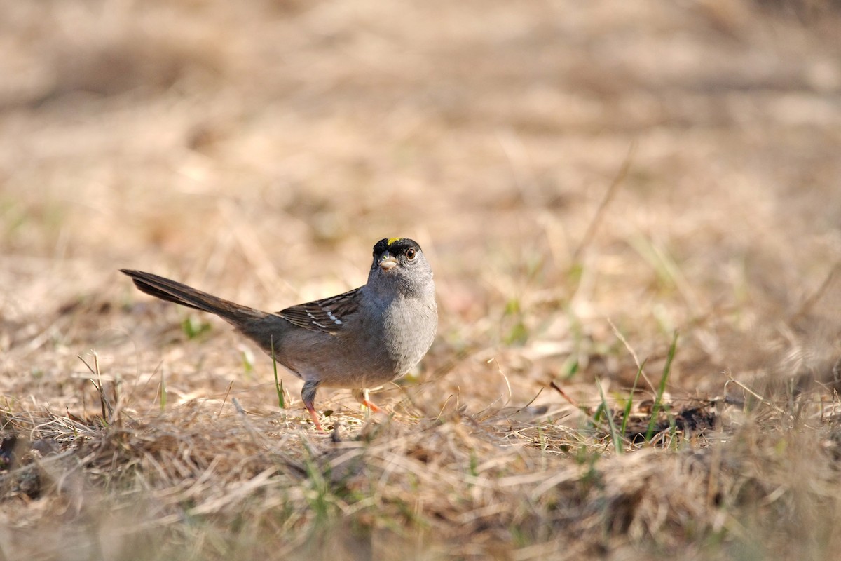 Golden-crowned Sparrow - ML566711731