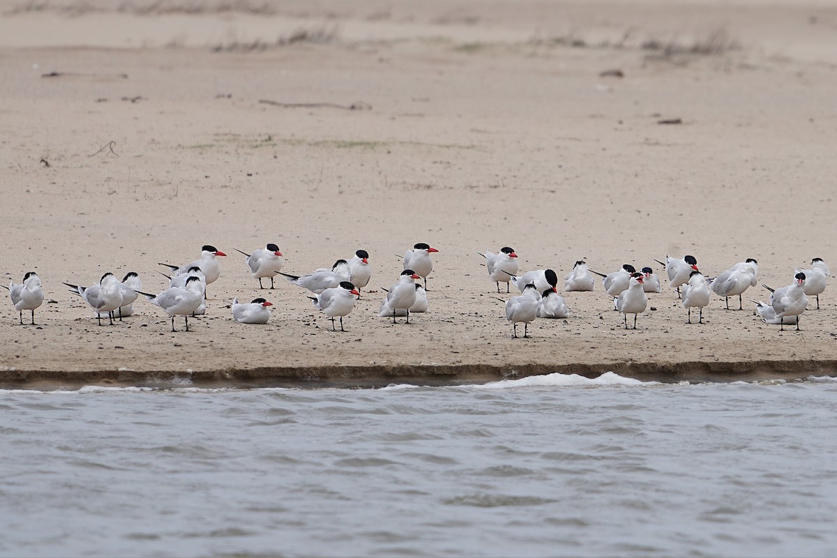 Caspian Tern - ML566711741