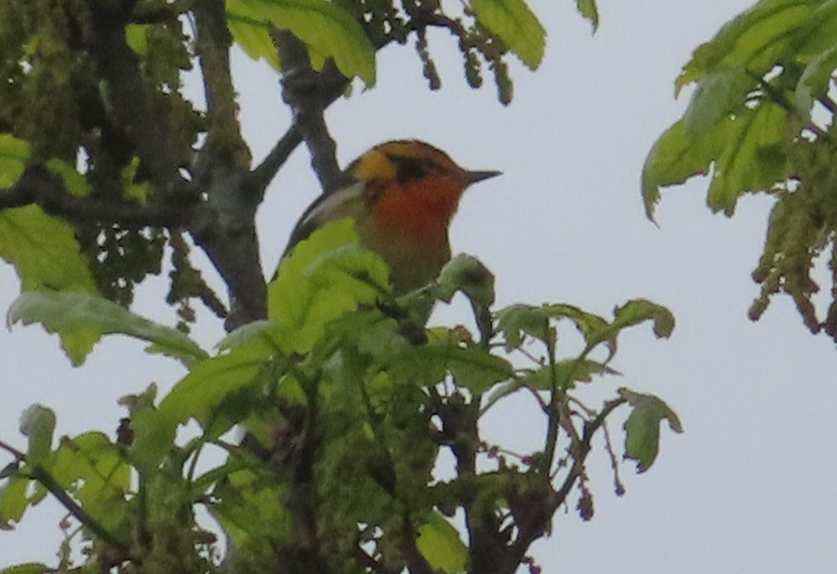 Blackburnian Warbler - ML566712521