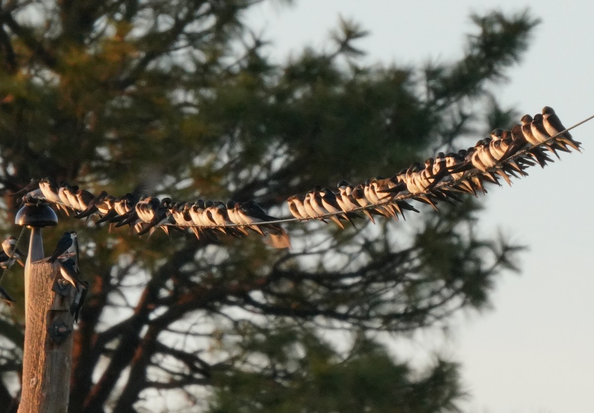 Tree Swallow - ML566713601