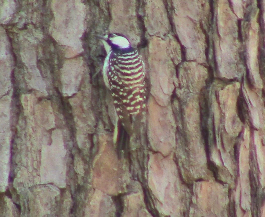 Red-cockaded Woodpecker - ML566713931