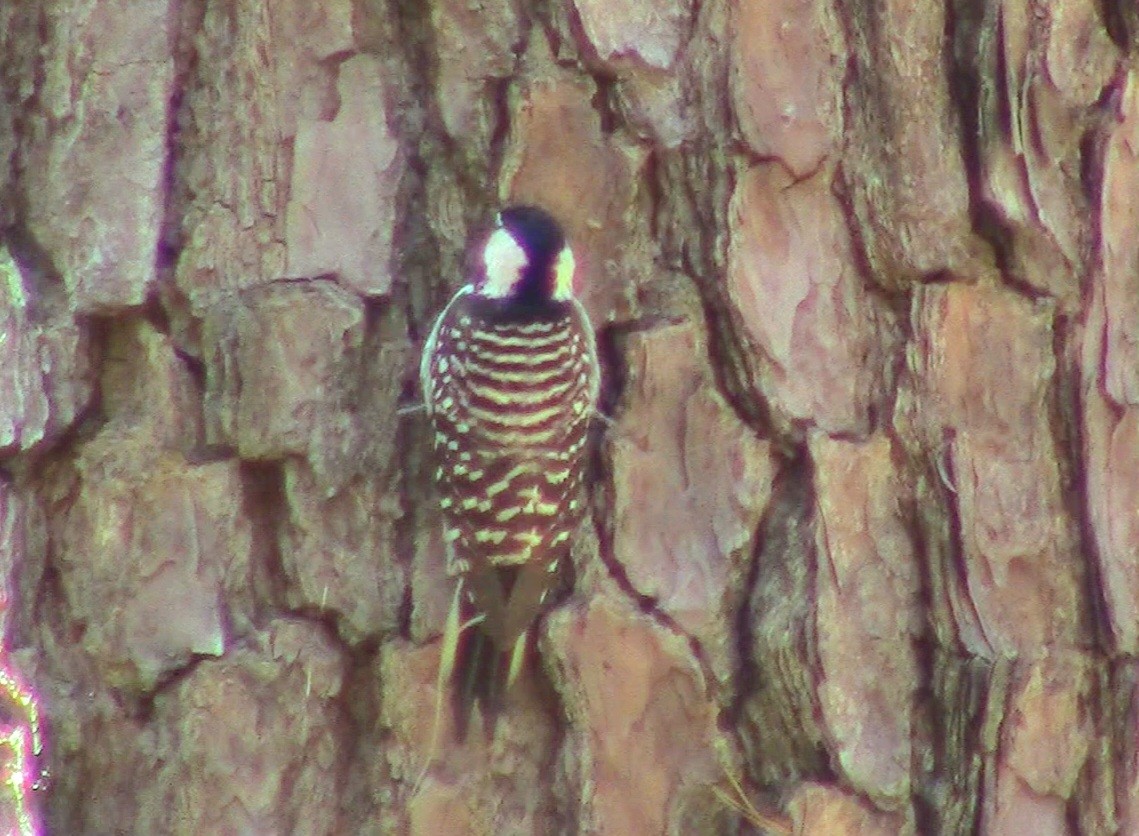 Red-cockaded Woodpecker - ML566713941