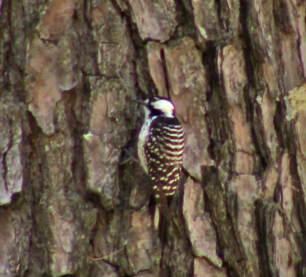 Red-cockaded Woodpecker - ML566713951