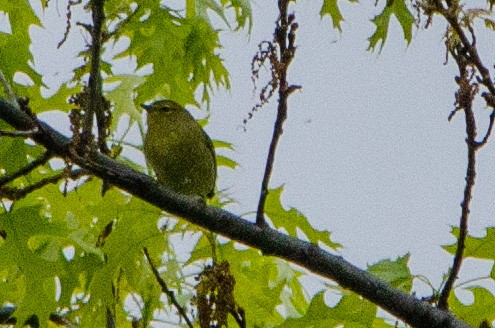 Orange-crowned Warbler - ML566714551