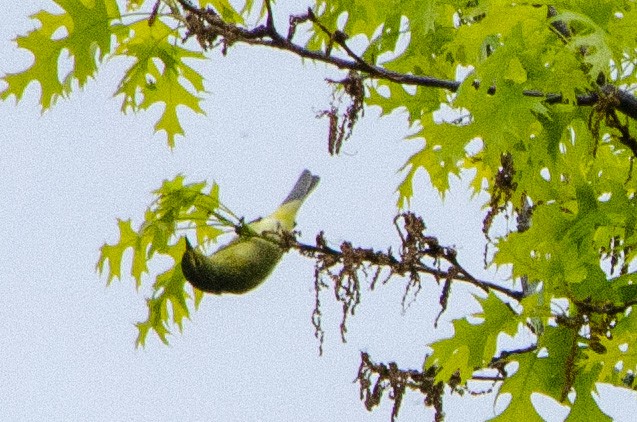 Orange-crowned Warbler - ML566714571