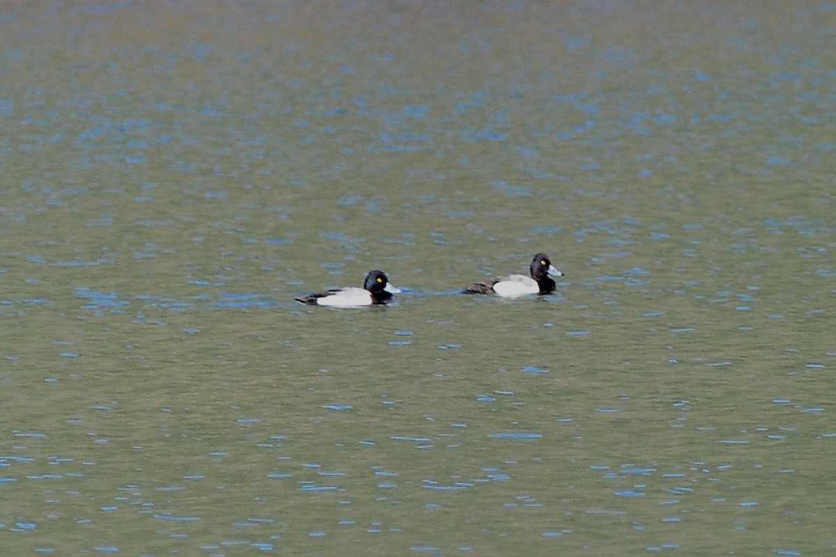 Lesser Scaup - ML56671471