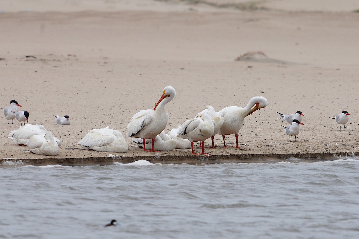American White Pelican - ML566715061