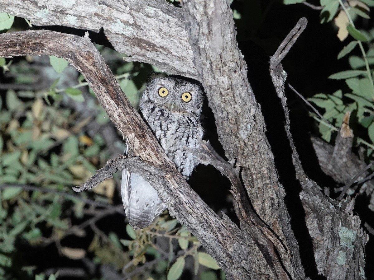 Whiskered Screech-Owl - ML566715201