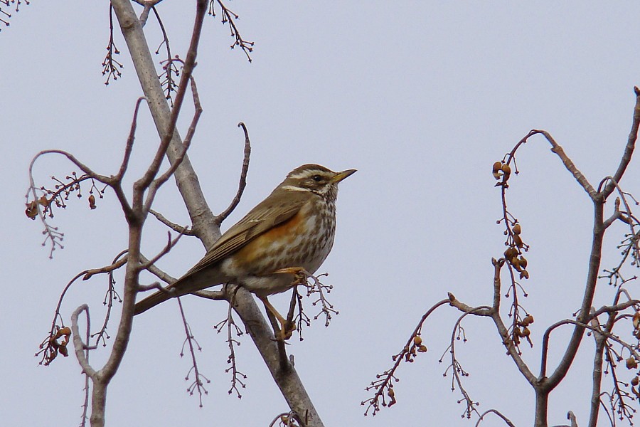 Redwing - ML56671611
