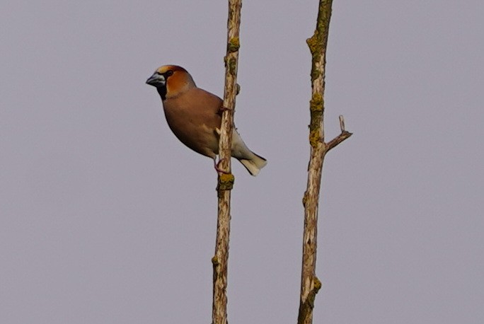 Hawfinch - ML566716961