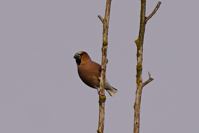 Hawfinch - ML566716971