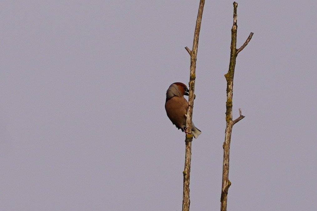 Hawfinch - ML566716991