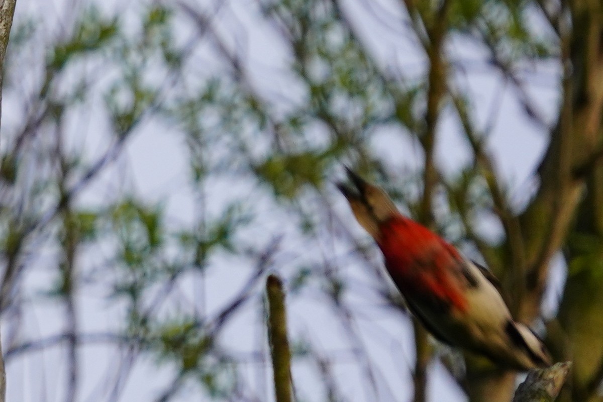 Great Spotted Woodpecker - ML566717091