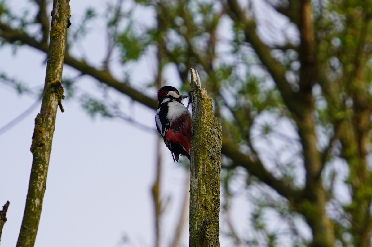 Great Spotted Woodpecker - ML566717101