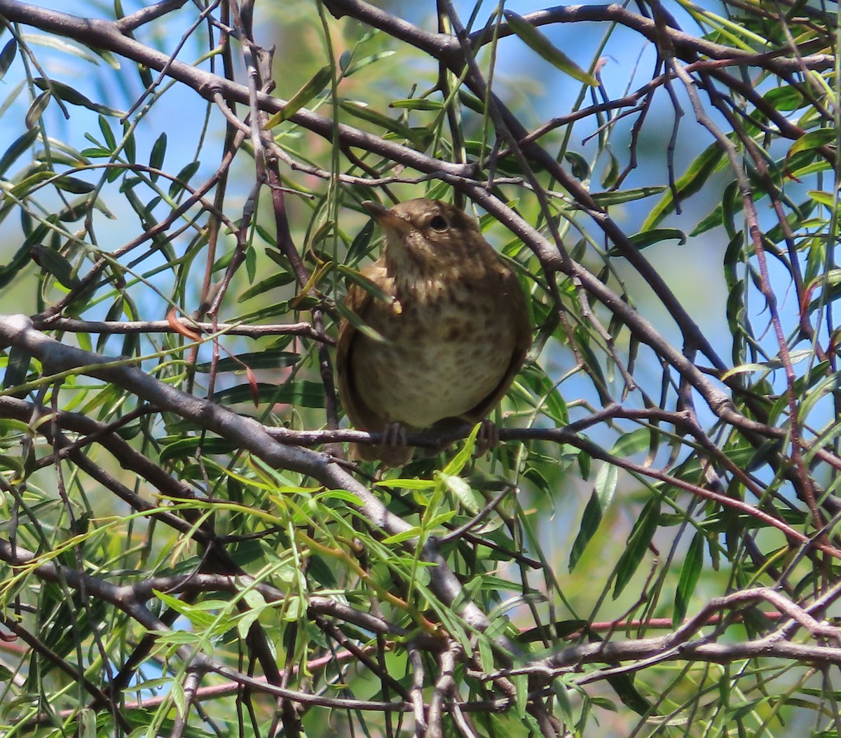 Swainson's Thrush - ML566717581