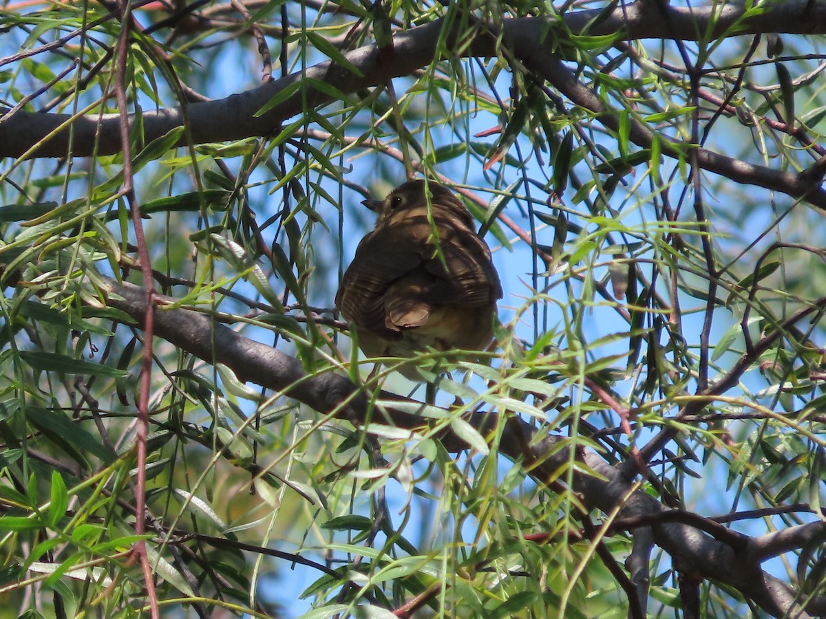 Swainson's Thrush - Shirley Reynolds