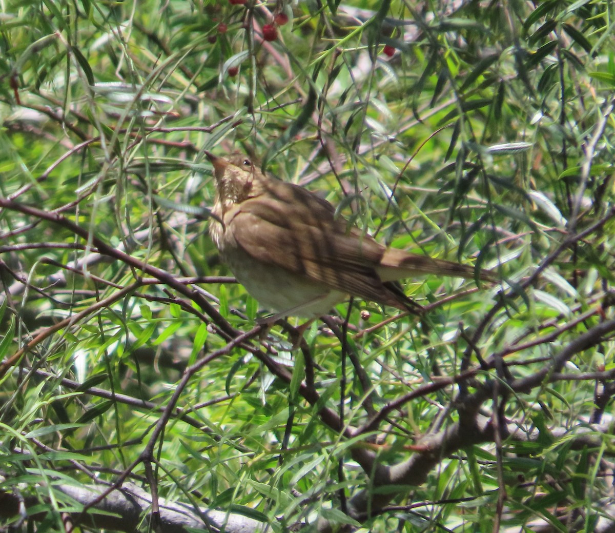 Swainson's Thrush - Shirley Reynolds