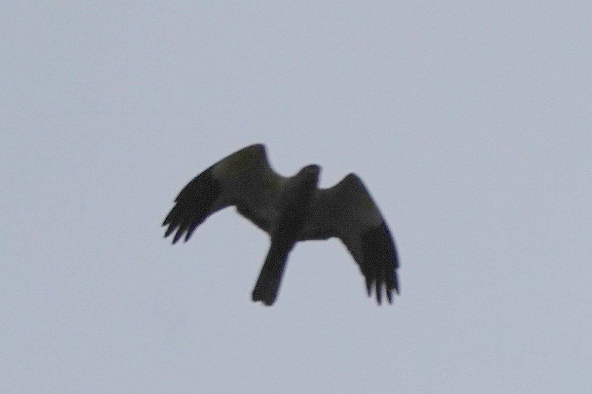 Hen Harrier - ML566717801