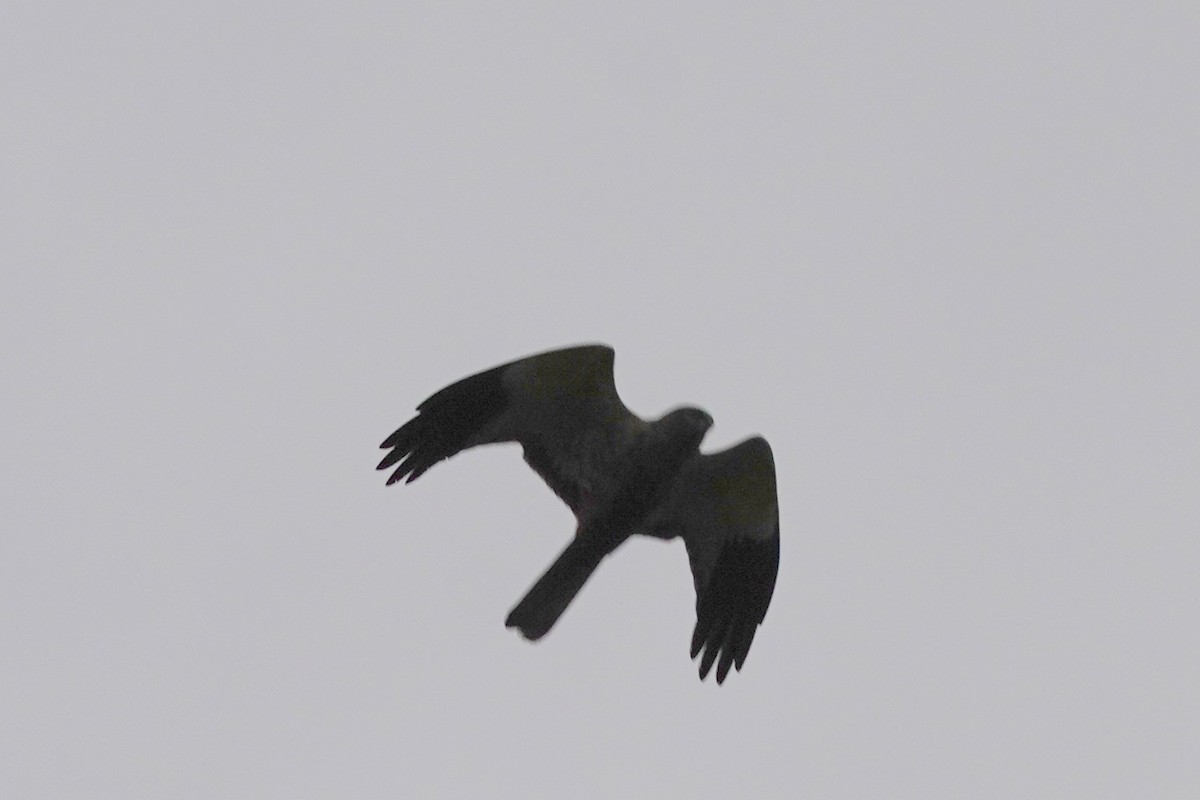 Hen Harrier - ML566717811