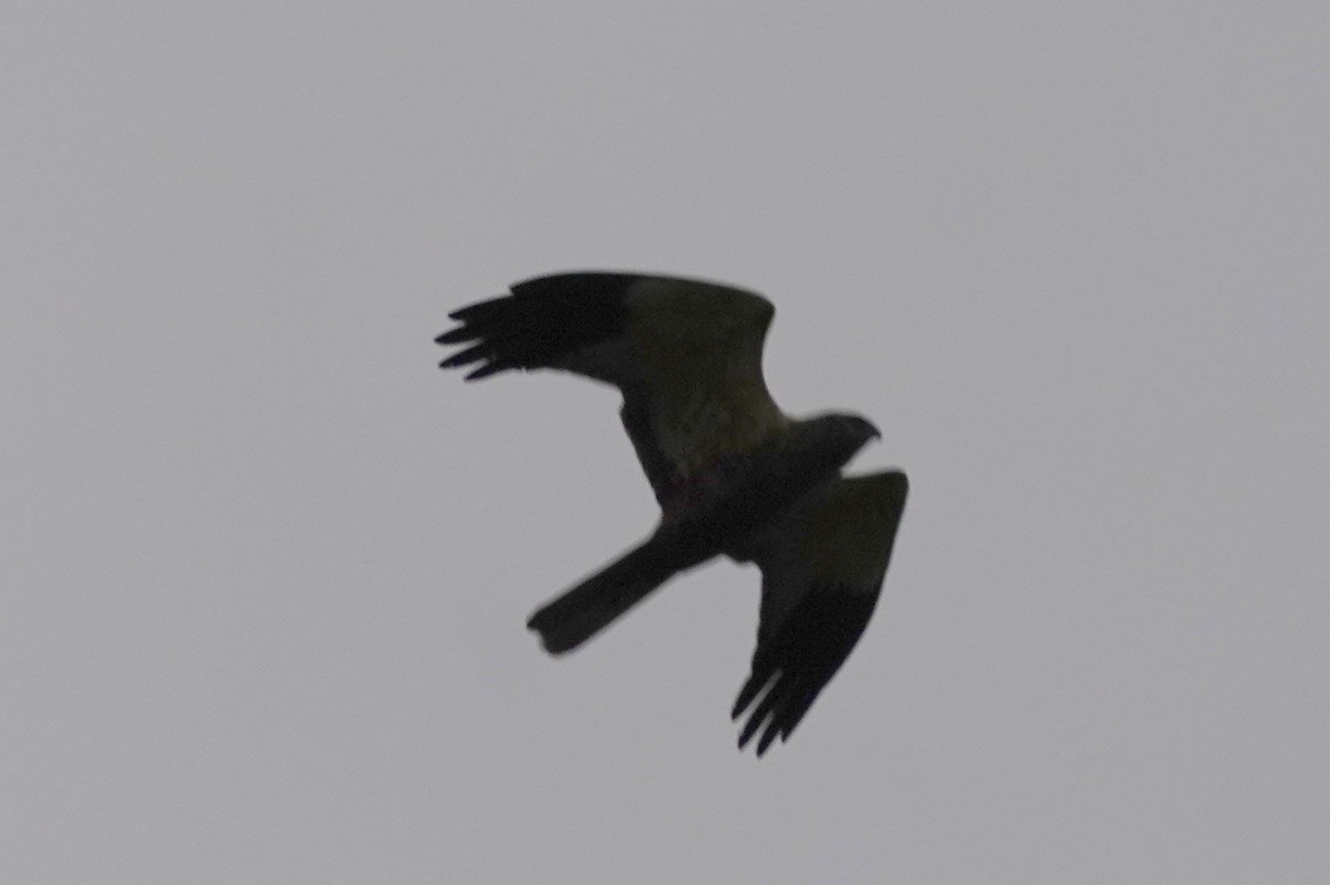 Hen Harrier - ML566717821