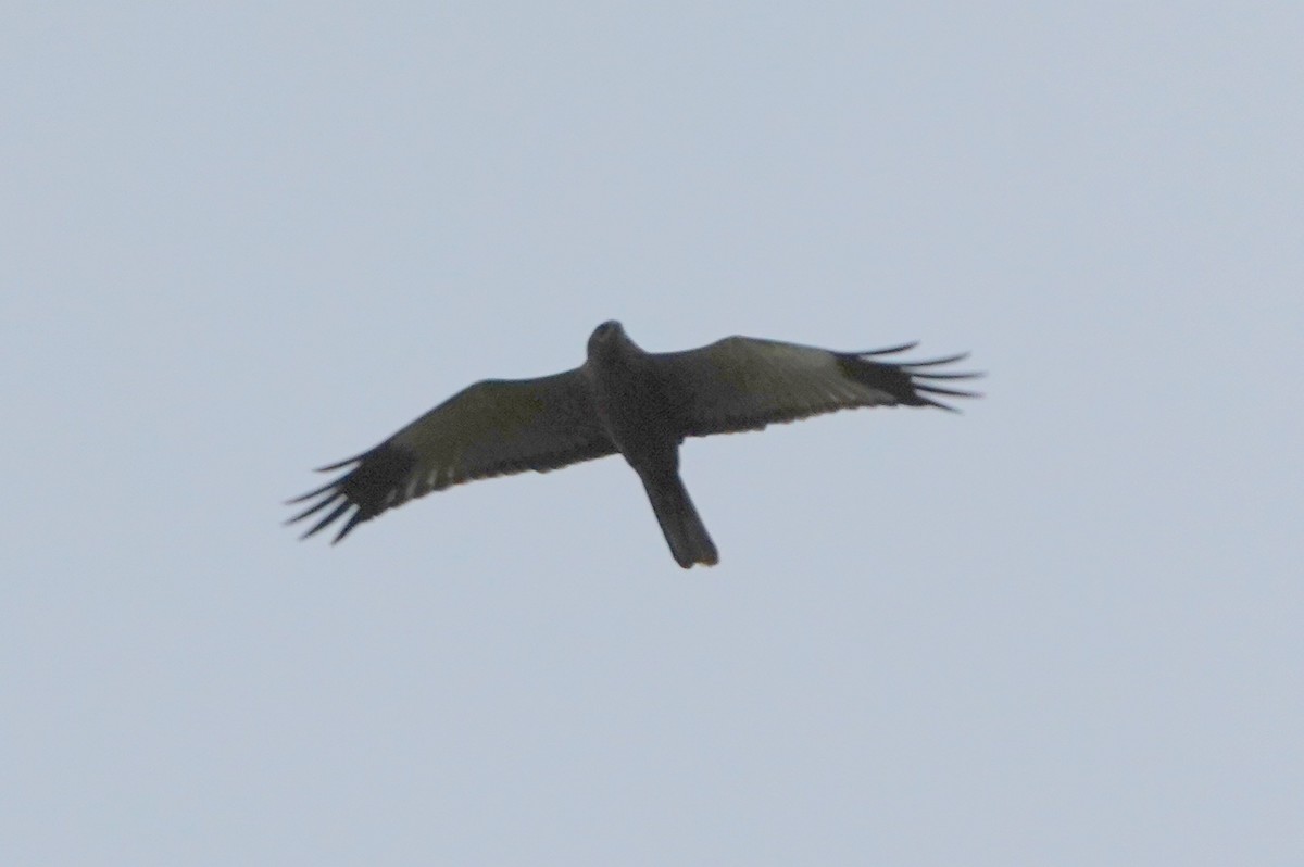 Hen Harrier - ML566717831