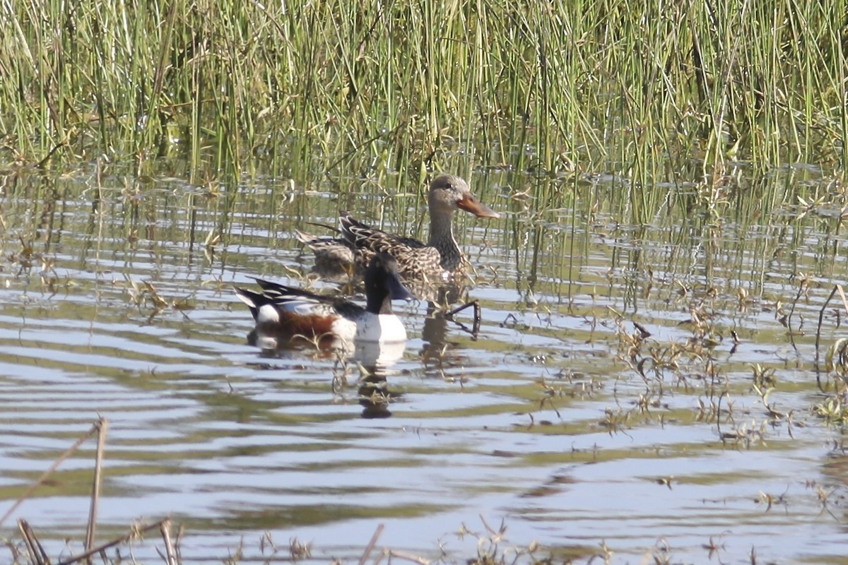 Northern Shoveler - ML566719831