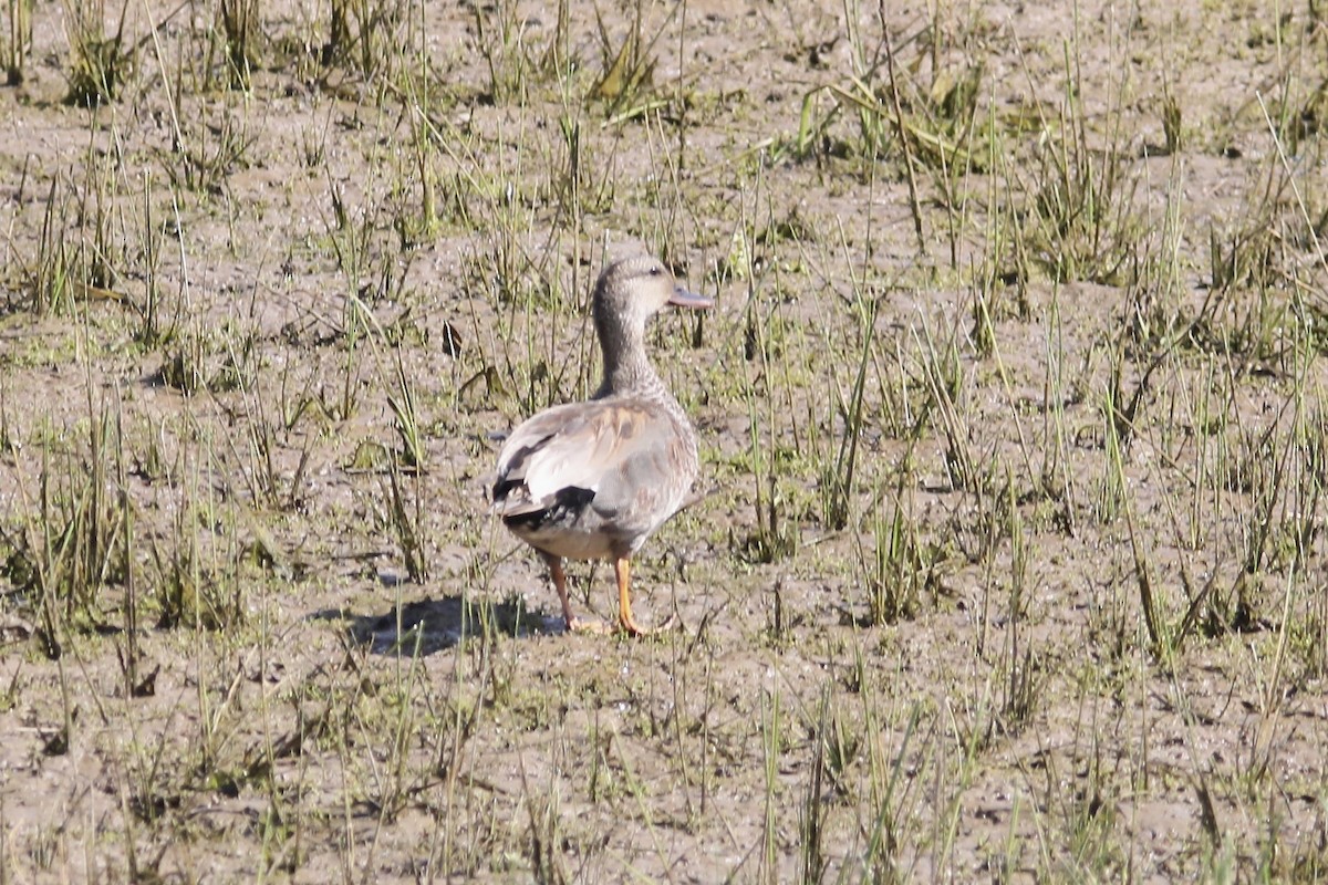 Gadwall - ML566719901