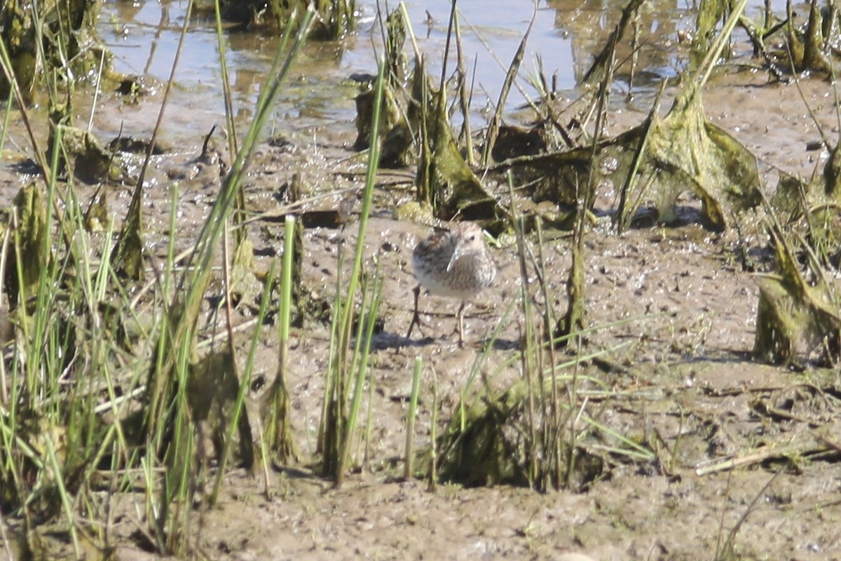 Least Sandpiper - ML566720731