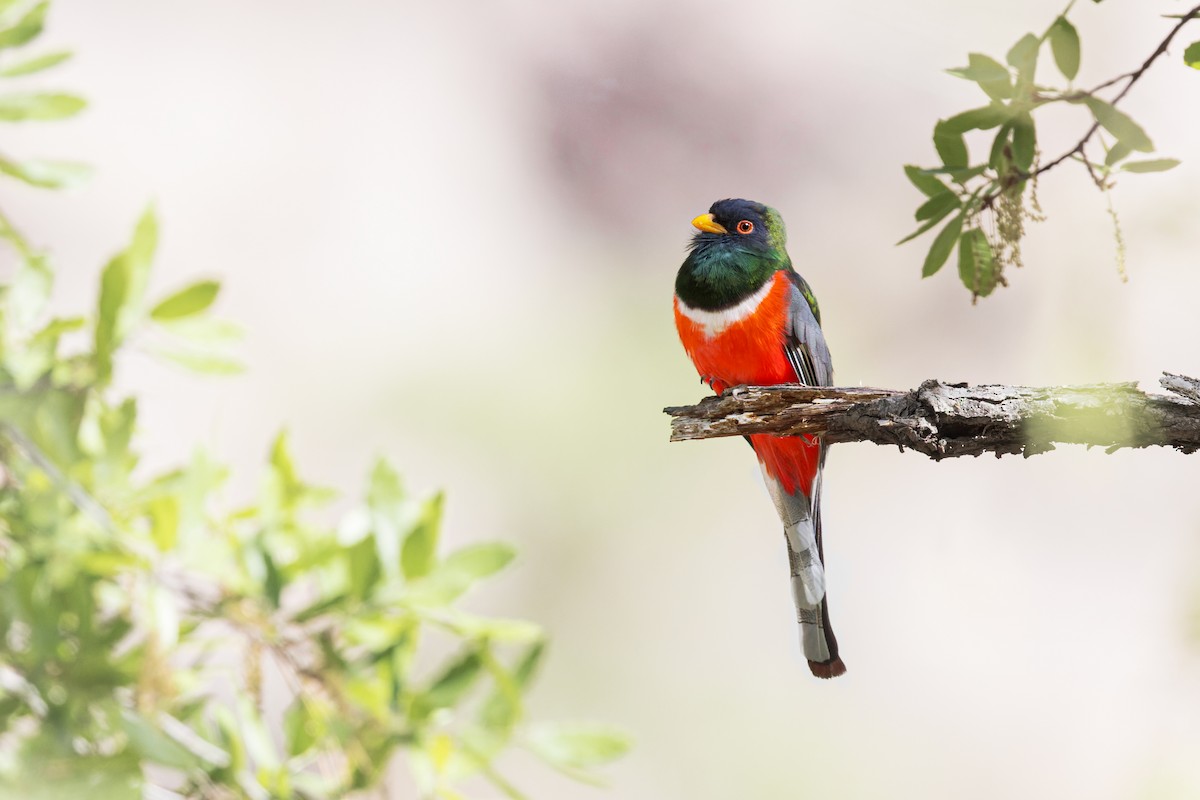 Coppery-tailed Trogon - ML566720951