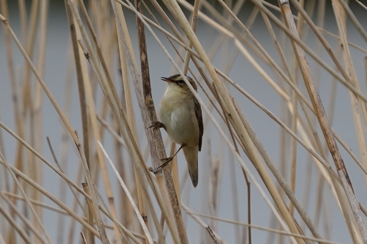 Benarriz arrunta - ML566721901