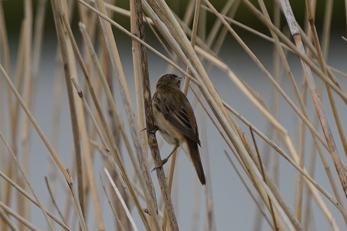 Benarriz arrunta - ML566721911