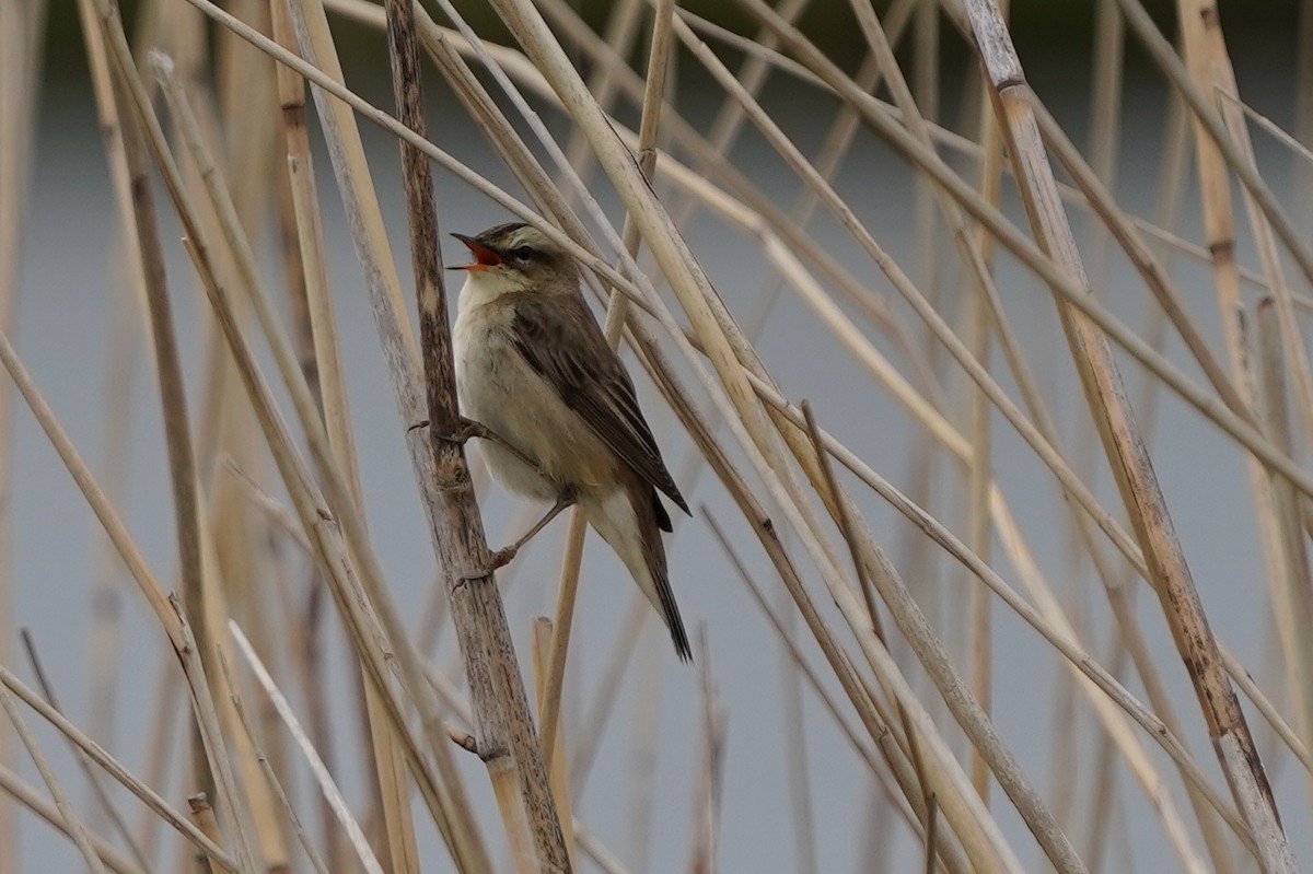 Benarriz arrunta - ML566721921