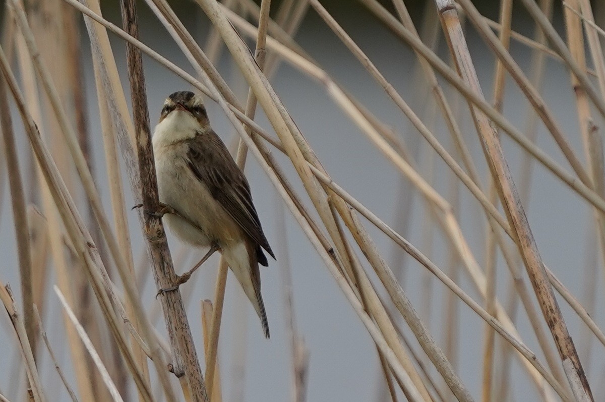 Benarriz arrunta - ML566721931