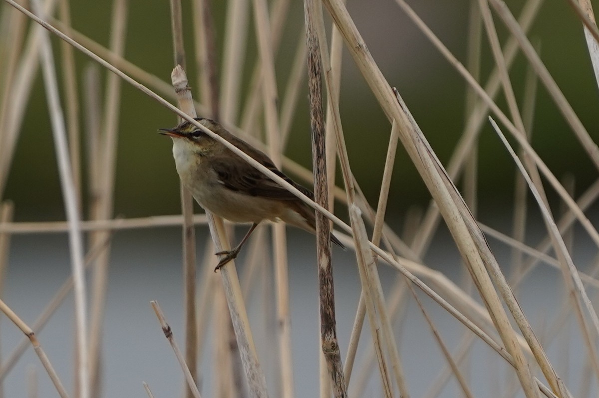 Benarriz arrunta - ML566721951