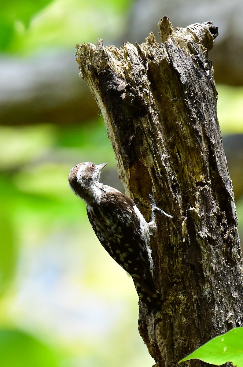Brown-capped Pygmy Woodpecker - ML566722361